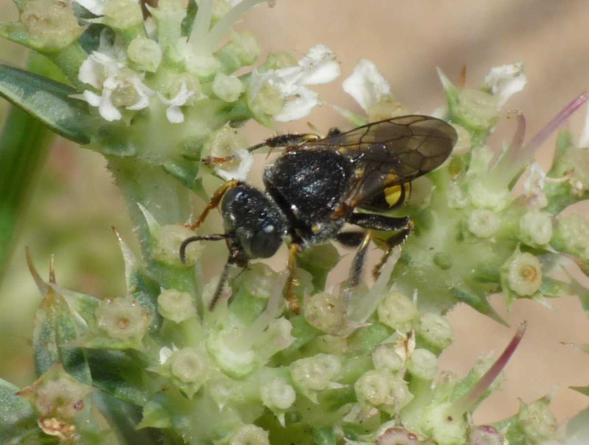 Oxybelus sp. (Crabronidae)